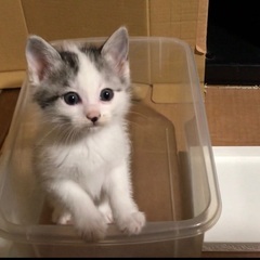 人間が大好きで甘えん坊なサバ白ちゃん1ヶ月