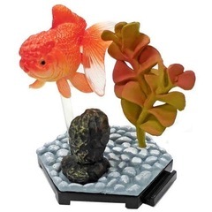 金魚 立体図鑑 オランダシシガシラ