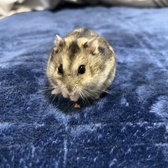 ジャンガリアンハムスター オス ~お取引中~ - その他