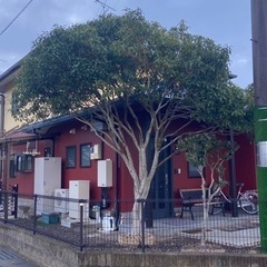 😁ありがとうございました。👍  金木犀の樹形を整えてください