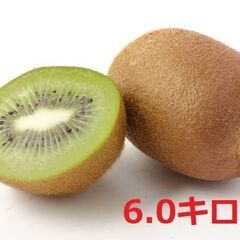 【今が旬：値引セール中】愛媛県産グリーンキウイ(約70個前後)