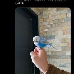 兵庫、神戸で水色セキセイインコ保護されています