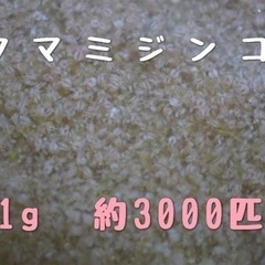 タマミジンコ1g  約3000匹‼︎  生クロレラのおまけ付き‼...