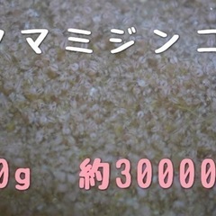 タマミジンコ10g  約30000匹‼︎  生クロレラのおまけ付...