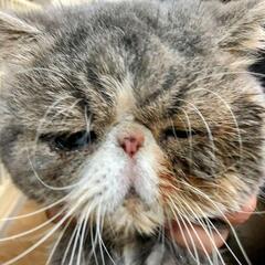ブサカワで人懐っこいエキゾチックショートヘア君です