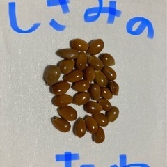 しきみ(シキミ)種