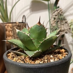 アガベ チタノタ fo-076 鉢ごと