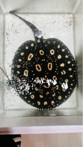 ダイヤモンドポルカ　オス　体盤±35センチ