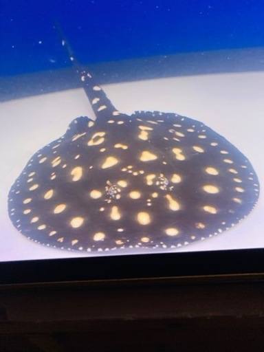 ダイヤモンドポルカ　オス　体盤±32センチ