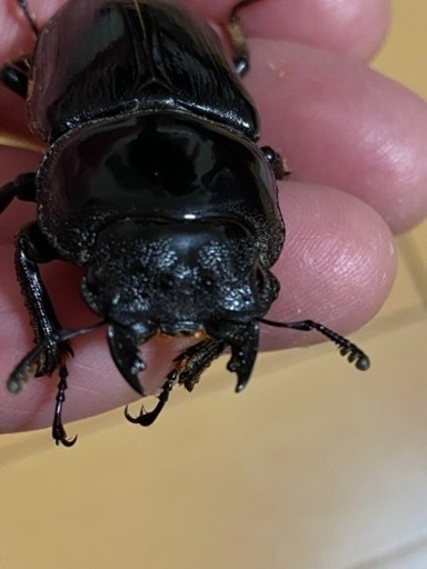 ■■HOPEI■■北峰産　王翦ＧＸ血統　■■爆産セット■■♂１♀３