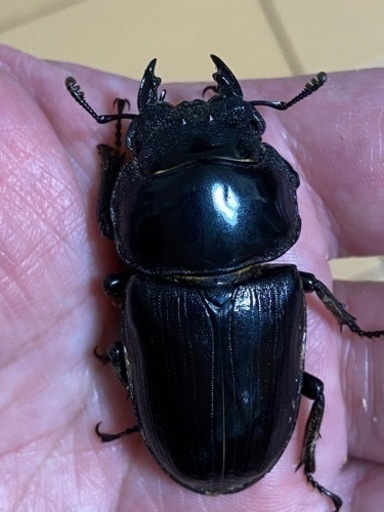 ■■HOPEI■■北峰産　王翦ＧＸ血統　■■爆産セット■■♂１♀３