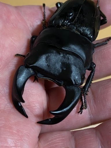 ■■HOPEI■■北峰産　王翦ＧＸ血統　■■爆産セット■■♂１♀３