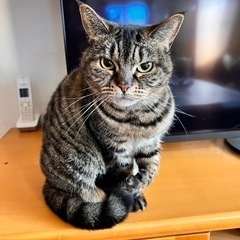 ミヌエット♀5歳です。