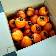 干し柿用今週取りました　一箱1000円で