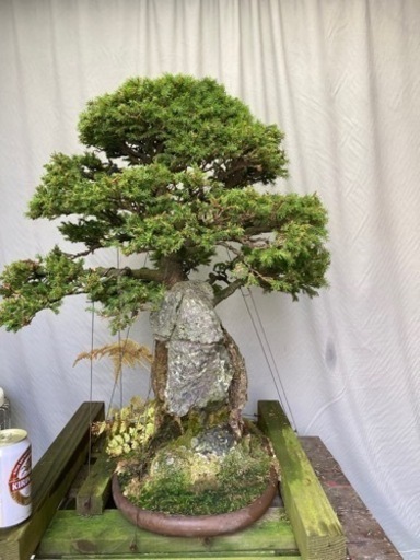 八房蝦夷松　石付き
