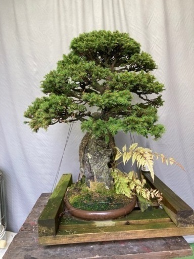 八房蝦夷松　石付き