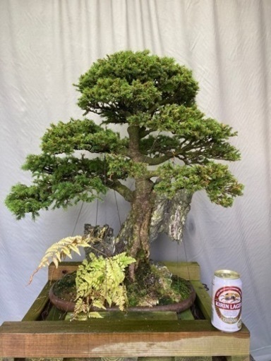 八房蝦夷松　石付き