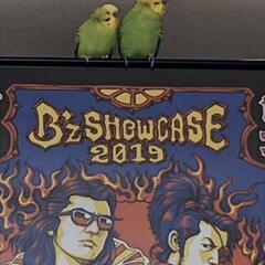 セイセイインコ里親募集