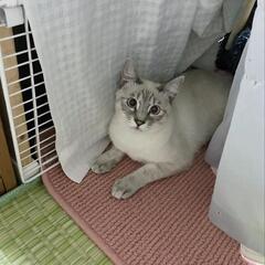 イケメン猫のレオ君