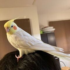 オカメインコ迷子です