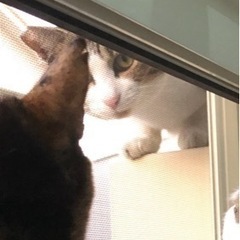 キジシロのサクラ猫♂