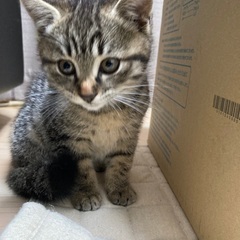 人懐っこくて甘えん坊