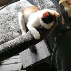 六匹全員新しいお家に決まりました - 猫