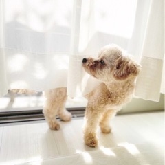 一緒にカフェしたり旅行へ行ったりする犬友欲しくないですか?