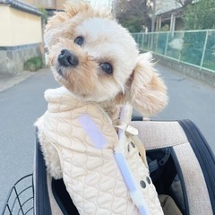 一緒にカフェしたり旅行へ行ったりする犬友欲しくないですか? − 東京都
