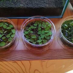 水草 各100円