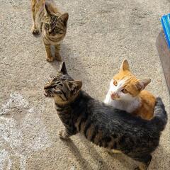 野良の子猫3匹、親猫を助けて下さい。