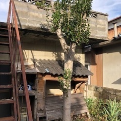 キンモクセイ