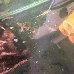 カマツカ【3匹セット】
