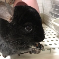 【募集終了】チンチラ♀ エボニー 人懐っこくモフモフ