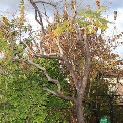 柿の木あげますの画像