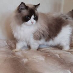 夫婦猫(ラグドール)です - 猫