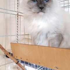 夫婦猫(ラグドール)です - 豊田市