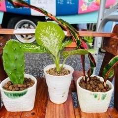 観葉植物　色々