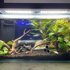 熱帯魚の水槽など