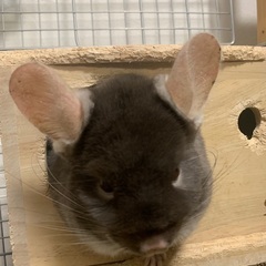 チンチラのオスです。