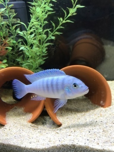 雷魚図鑑