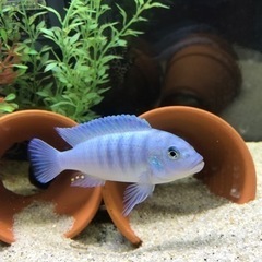 (ほぼ決定)熱帯魚シクリッド(ムブナ系)3匹