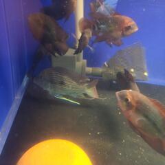 ゲオ　熱帯魚