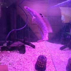 スネーク　熱帯魚