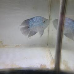 テキサス　熱帯魚　