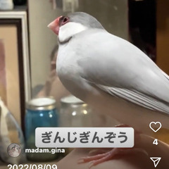 シルバー文鳥