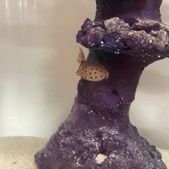 ミナミハコフグ4cm＋