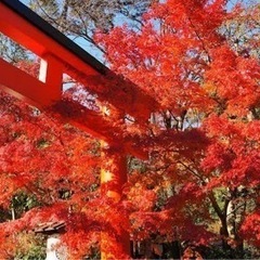 一緒に紅葉を見に行きませんか🍁？