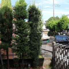 イヌマキ、あげます の画像