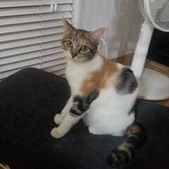 優しい里親さんが見つかりました🙇‍♂️かわいい三毛の子猫です😸い...